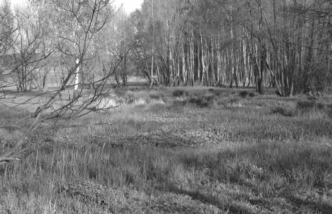 8: View of species-abundant oat grass meadow the area of Orchis morio abundance highlighted