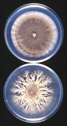 Stéblolam 2 původci Dříve: Cercosporella herpotrichoides (1912) Pseudocercosporella herpotrichoides pšeničný W-typ žitný R-typ Od r.
