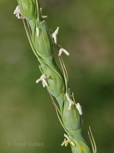 Stéblolam geny rezistence Pch1 z Aegilops