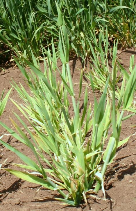 (barley yellow dwarf virus - BYDV) Infekce BYDV i WDV se často vyskytují jako