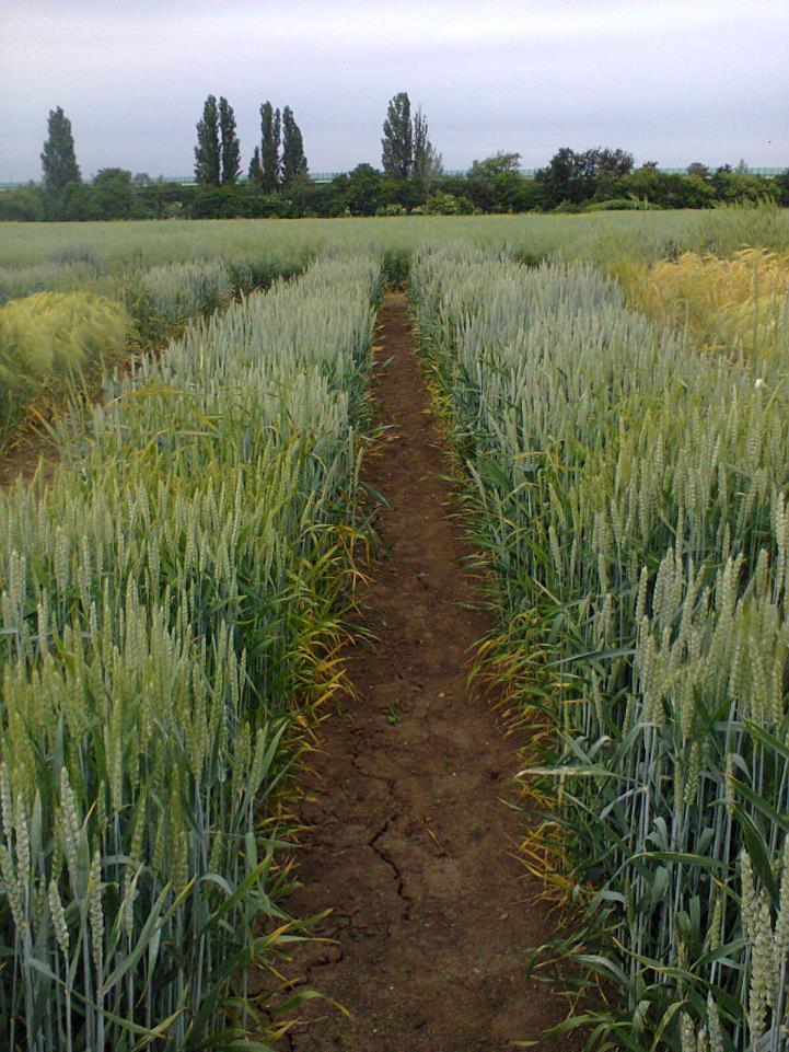 Rezistence k BYDV - pšenice U pšenice ozimé nejsou mezi komerčně využívanými