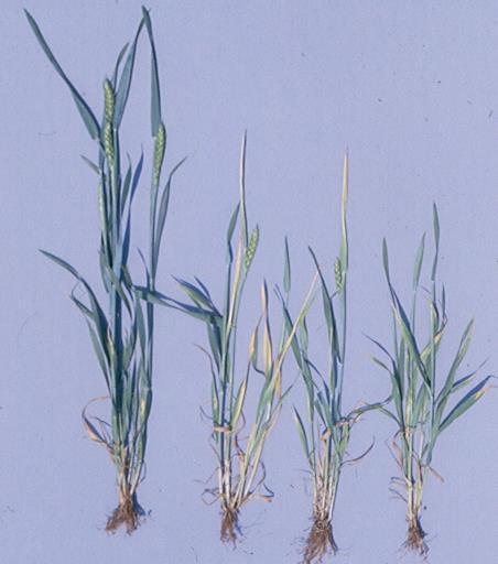 Virus žluté zakrslosti ječmene Barley yellow dwarf virus-bydv BYDV přestavuje skupinu příbuzných virových patogenů s jednovláknitým RNA genomem virů rodu Luteovirus, Polerovirus a nezařazených virů