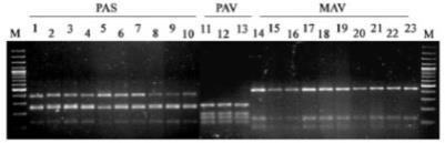 Molekulární metody detekce a kvantifikace BYDV RT-PCR-RFLP pro identifikaci kmenů BYDV Fragmenty vzniklé RFLP amplikonů PCR za použití restrikční endonukleázy HpaII.