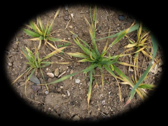Virus zakrslosti pšenice (Wheat dwarf virus-wdv) WDV byl poprvé
