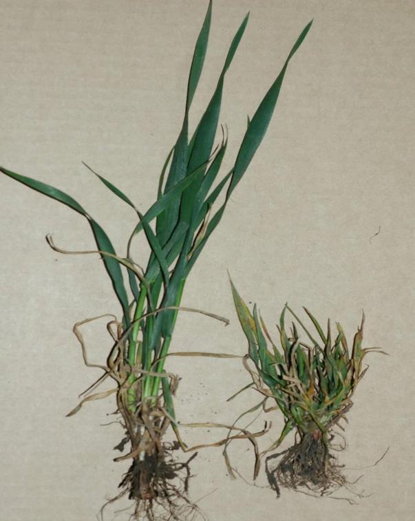 Virus zakrslosti pšenice (Wheat dwarf virus-wdv) Neinfikovaná rostlina WDV částice WDV infikovaná rostlina Zakrslost pšenice patří mezi nejdůležitější virové choroby v České republice.