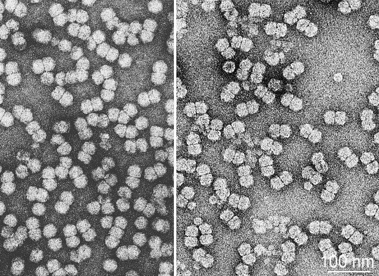 Původce zakrslosti pšenice, virus zakrslosti pšenice (WDV), napadá některé druhy čeledi lipnicovité Poaceae.