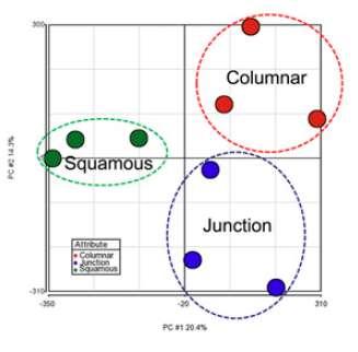 Squamo-columnar junction cells SCJ - embryonální buňky