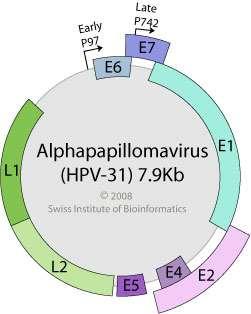 Mechanismus kancerogeneze HR HPV Exprese E6 a E7