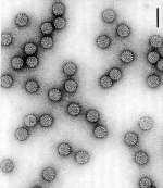 Lidské papilomaviry Malé DNA viry, neobalené, stabilní, 8 000 pb Ubikvitně