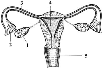 BIOLOGIE ČLOVĚKA 343. *Přiřaďte funkce (a-f) k jednotlivým částem reprodukčního systému muže! 1. semenotvorné kanálky varlat 4. chámovod 2. Leydigovy buňky varlat 5. měchýřkovité žlázy 3. nadvarle 6.