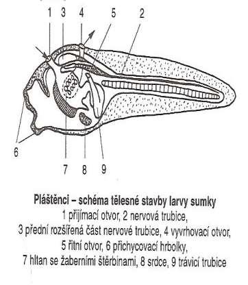 PLÁŠTĚNCI larva sumky sumky: larva při metamorfóze trvale