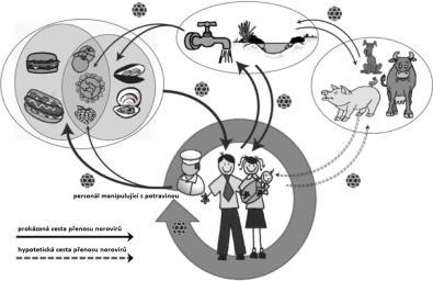 Přenos a šíření virové infekce vstupní brána infekce virémie cílový orgán Infekce: produktivní abortivní