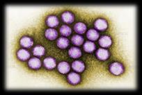 klíšťové encefalitidy Adenoviry rody Mastadenovirus a Aviadenovirus (Adenoviridae) neobalené, ikozahedrální symetrie