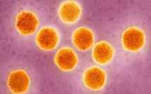 Virus hepatitidy A rod Hepatovirus (Picornaviridae) tropismus k jaterním buňkám odolný k tukovým