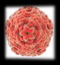 Enterovirus (Picornaviridae) 28 30 nm, neobalené, ikozahedrální symetrie dobře kultivovatelné rezistentní vůči kyselému ph, vysokým teplotám šíření oro-fekálně, přímým kontaktem ID 3 7 dní