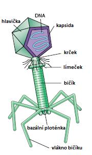 nereagují na změny okolí DNA x RNA (ss x ds) kružnicová x