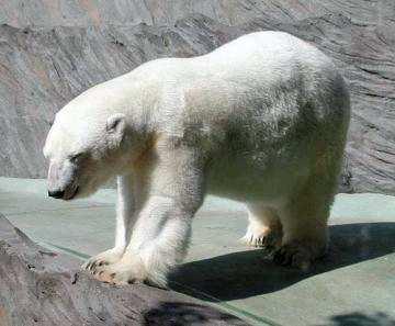 ČTENÁŘSKÁ SOUTĚŽ JESENÍČKU 1 Medvěd lední Ursus maritimus (označovaný též jako polární medvěd) je největší druh medvěda.