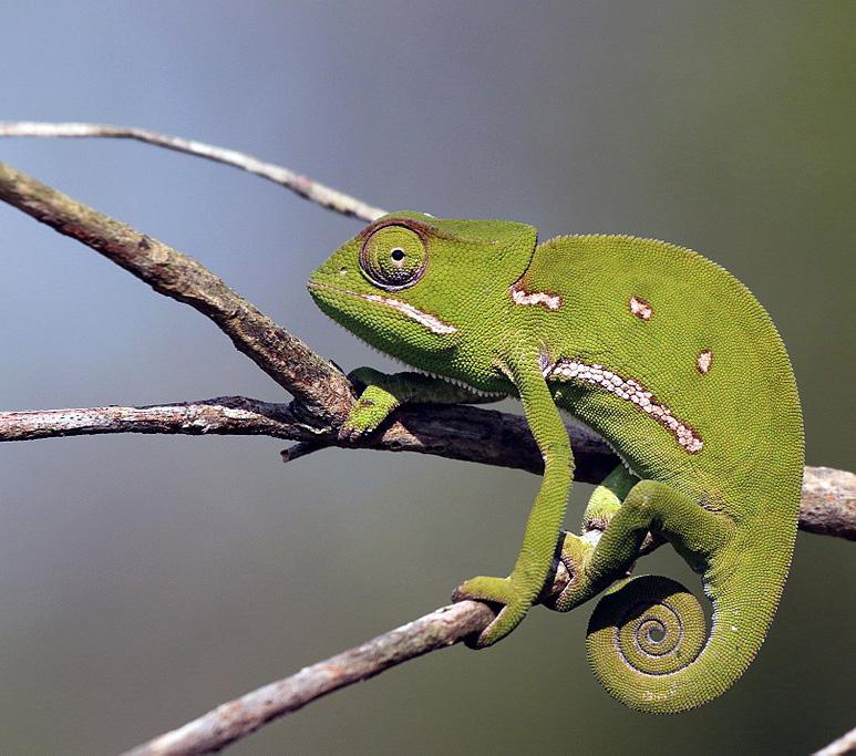 Kristýna Šebková, Přírodovědné gymnázium PRIGO Obr. 1 Chameleon (Chamaeleo). Sharp, J. J. (2014), Dostupné z: https://commons.wikimedia.org/wiki/ File:Flap-necked_chameleon_(Chamaeleo_dilepis)_female.