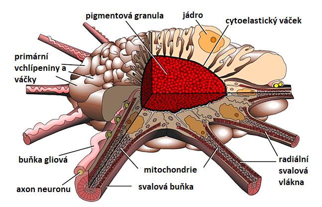 Kristýna Šebková, Přírodovědné gymnázium PRIGO dva typy MCH receptorů.