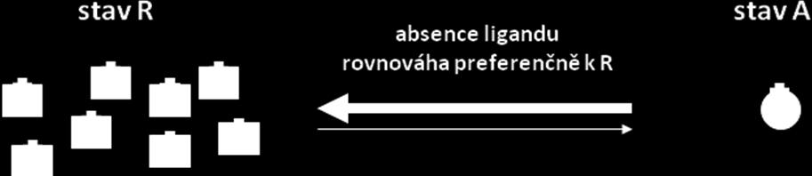 Agonista (full agonist) se váže se silnou preferencí na stav A. Po navázání ligandu L na A dojde ke vzniku komplexu L-A a tudíž k odčerpání volného A.