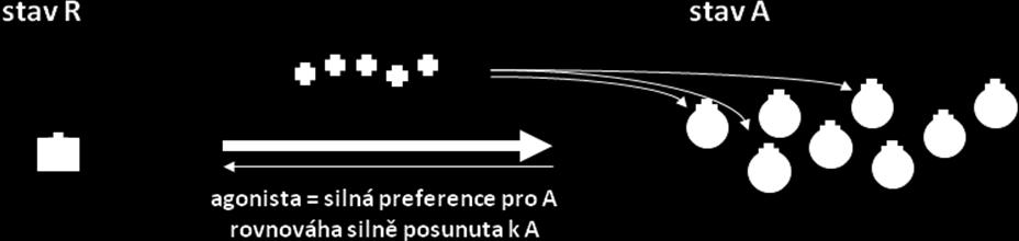 Výsledkem je, že zatímco v klidovém stavu bylo v systému minimum receptorů ve stavu A a většina ve stavu R, po přidání agonisty L se ustálí výsledný stav, kdy v systému bude drtivá většina receptorů