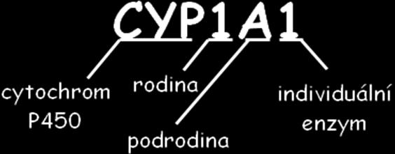 z apoproteinu. Lokalizován je ve vnější mitochondriální membráně a v membránách hladkého endoplazmatického retikula.