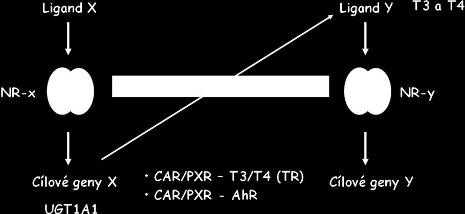 Obrázek č.33: Receptor cross-talks. Gen X metabolizuje ligand Y.
