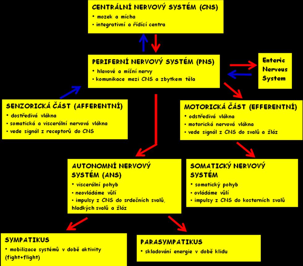 Dnes již považujeme za běžné, že pro šíření nervového vzruchu jsou využity elektrické signály a chemické signální sloučeniny (neurotransmitery).