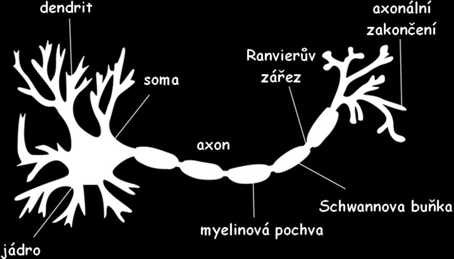 Jedná se o komplikované prostorové a funkční vztahy, kdy různé části nervového systému jsou uspořádány v různých kombinacích, a v určitých oblastech mozku vykazují i tzv.