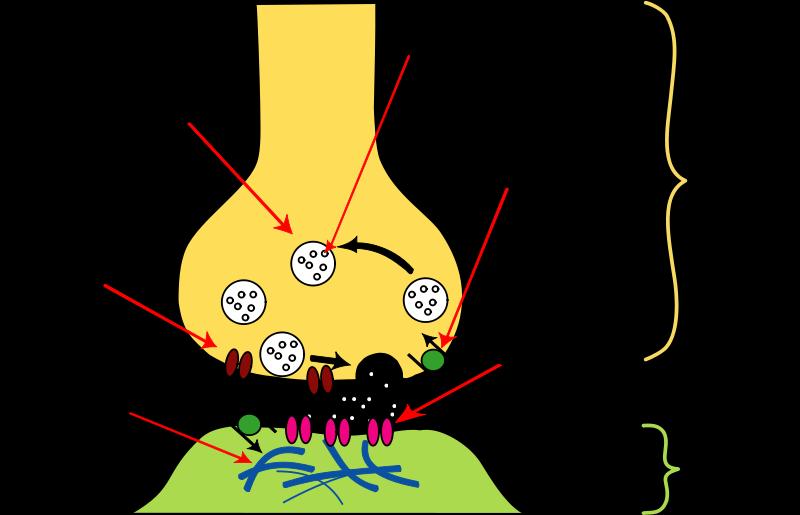 Synapse (přesněji chemická synapse viz Obrázek 37) je malá mezera mezi dvěma neurony (cca 20 nm).
