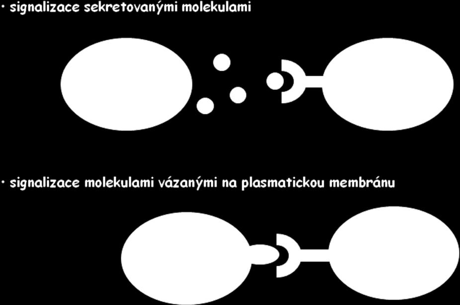 Receptor je lokalizován na vnější straně buněčné membrány a je fyzicky asociován s iontovým kanálem (transmembránová struktura).