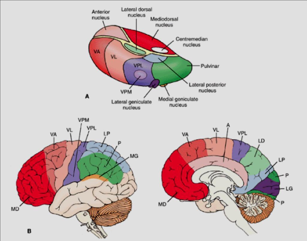 Thalamus a neokortex Téměř všechny aferentní informace se přepojují v thalamu Výjimka -