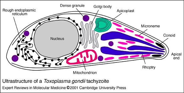 důleţitá: toxoplasmová