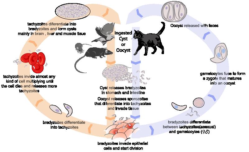 Toxoplasma ţivotní cyklus http://en.wikipedia.