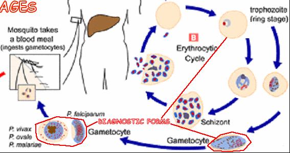 Erytrocytární stádia vývoje parazita, pozorovatelná na sklíčku web.indstate.