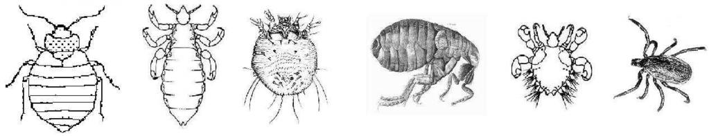 Poznáváme ektoparazity Bed bug Louse Itch mite Flea Crab louse Tick Cimex