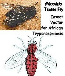 Moucha tse-tse (Glossina), přenašeč spavé nemoci