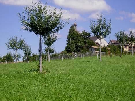 Založení bylinného patra Trávy Kostřava červená (Festuca rubra) základní druh Kostřava ovčí (Festuca ovina) Lipnice luční (Poa pratensis) Psineček obecný (Agrostis capillaris) Jílek vytrvalý (Lolium