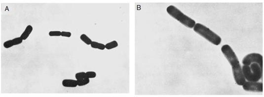 (KANDLER a WEISS, 1986 v MORENO-ARRIBAS a POLO, 2009) uspořádaných v párech nebo řetízcích. Tyto bakterie jsou fakultativně anaerobní a vyžadují médium bohaté na zkvasitelné cukry.