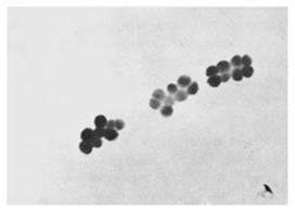 Pediococcus Pediococcus se vyskytuje na rostlinách, ovoci a fermentovaných potravinách. Je nepatogenní pro rostliny a živočichy Buňky těchto bakterií jsou stacionární a mají kulovitý tvar.