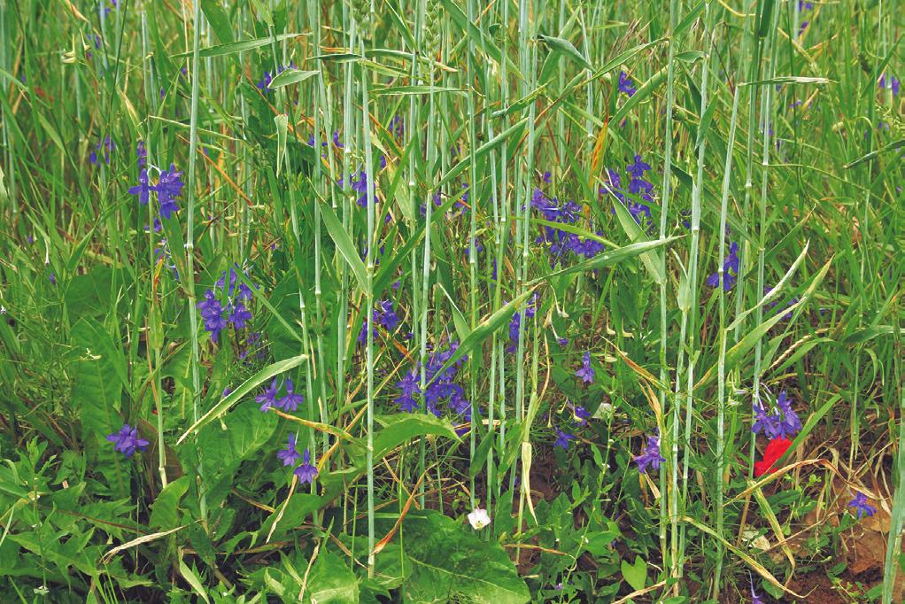 Caucalidion ce Euphorbio-Melandrietum pozorovat absenci striktně teplomilných a bazifilních druhů, na druhé straně se více uplatňují méně specializované druhy plevelů, např.