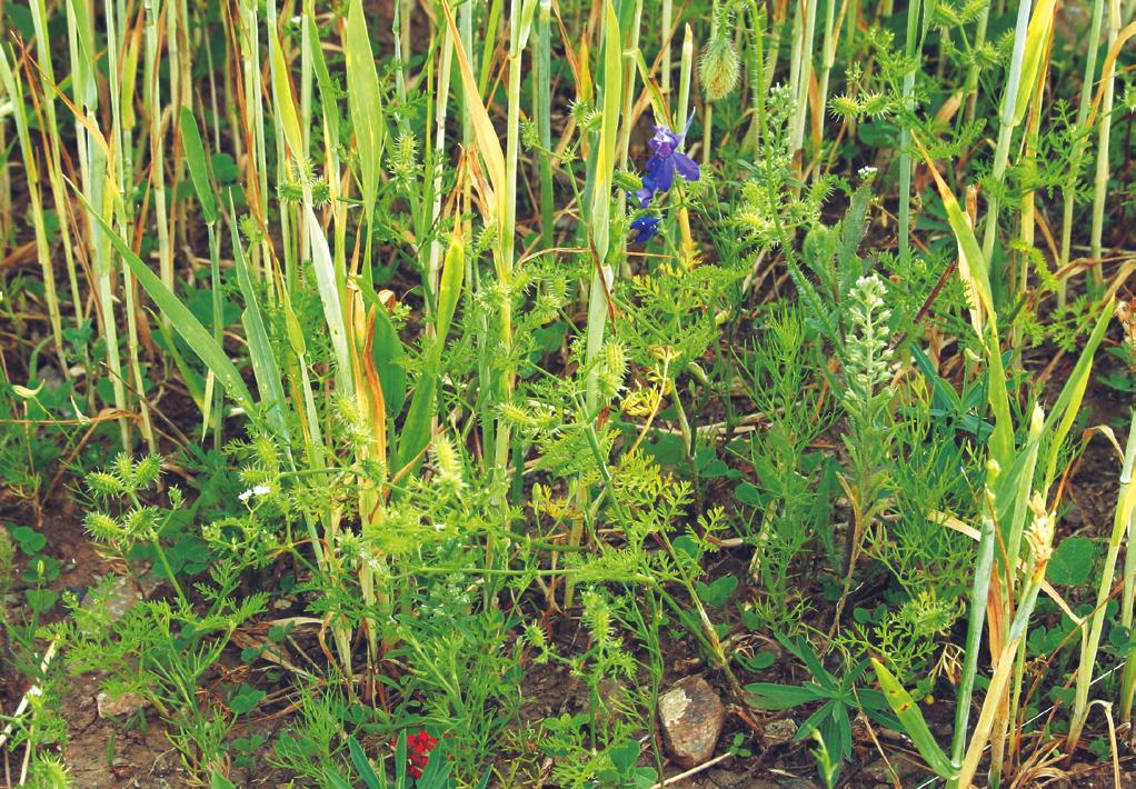 Caucalidion falcatae Tüxen 1950, Caucalido latifoliae-adonidetum flammeae Tüxen 1950, Caucalido-Adonidetum Tüxen ex Oberdorfer 1957 Diagnostické druhy: Adonis aestivalis, Aethusa cynapium s. l. (převážně A.