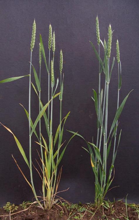 Obrázek 9: pšenice s