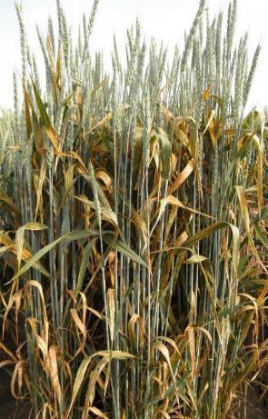 Možnosti ochrany: chemická ochrana pšenice proti rzím je účinná, za základ ochrany se však považuje pěstování odolných odrůd.