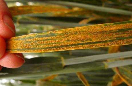 (Aegilops ventricosa), který má účinnost v dospělosti a je zároveň ve vazbě genem Sr38 (pro rez travní) a Yr17 (pro rez plevovou).