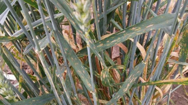 Období výskytu: první symptomy DTR jsou patrné na ozimé pšenici zpravidla ve stádiu odnožování. Při dostatečné vlhkosti dochází postupně k šíření symptomů od spodních listů až na praporcový list.