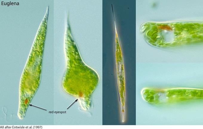 Euglena hojný rod více než 50