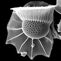 a velice významná skupina vodních organismů většinou jednobuněční bičíkovci Ceratium