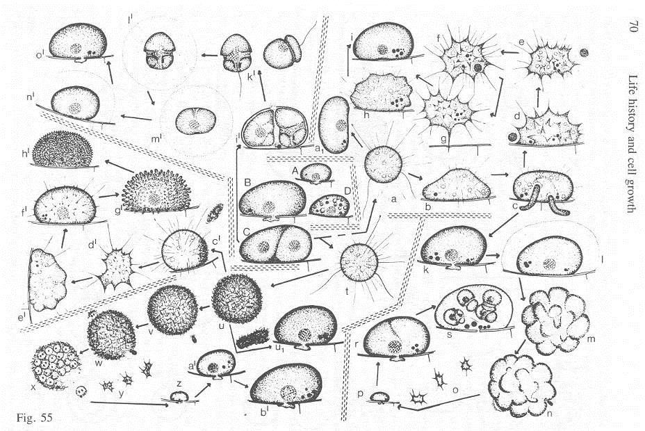 Cystodinedria inermis - polymorfní životní