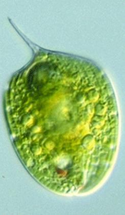 krásnoočko nemají BS vodaviskózní kapalina sekundárně symbiotický plastid předkem zelená řasa, paramylon